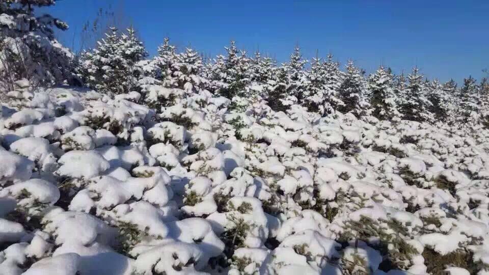 第二天公司斜对面雪景.jpg