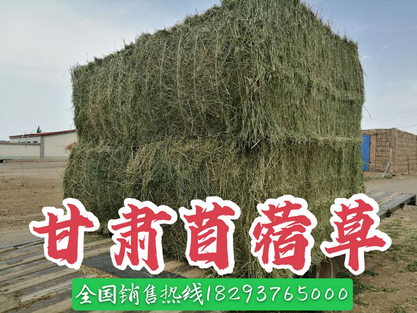 甘肃西域胜陇源草业